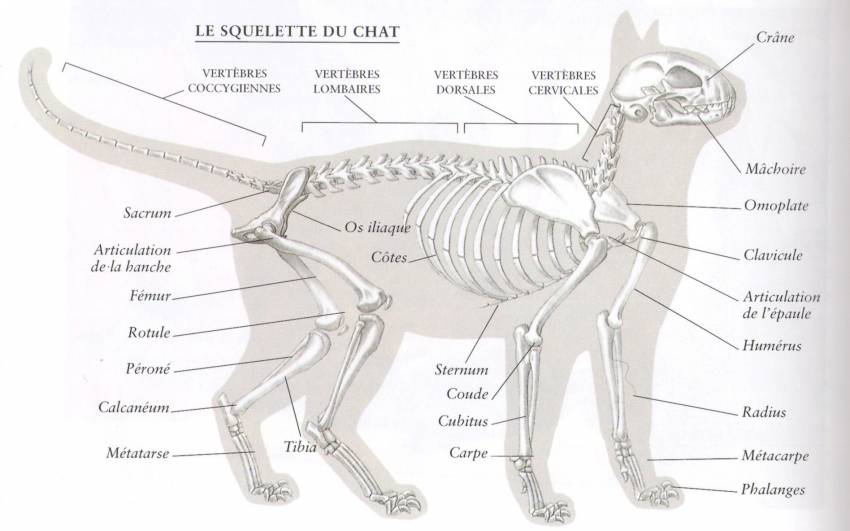 anatomie et ossature du chat