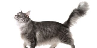 chat lève la queue quand on le caresse