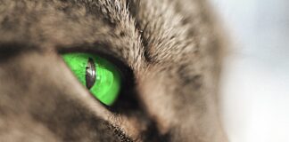 chats aux yeux verts