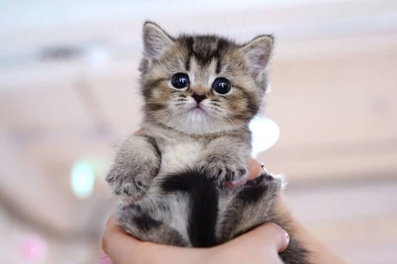 Vend chaton Scottish