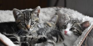 adopter un chaton
