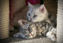 adopter un deuxième chat