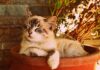 aliments toxiques chat