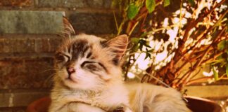 aliments toxiques chat