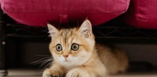 cadeaux parfaits pour faire plaisir à votre chat