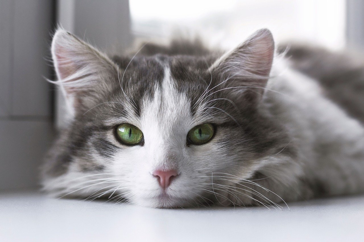 Comment Calculer L Age Reel De Votre Chat Racedechat Com Comment Calculer L Age Reel De Votre Chat Racedechat Com