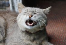 Chat agressif