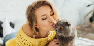 chat aime les bisous