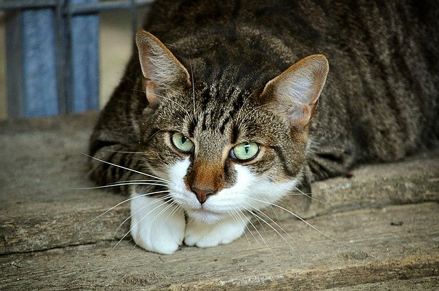 preuves votre chat ne vous aime pas