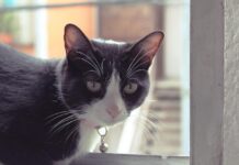 ne pas mettre clochette chat