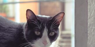 ne pas mettre clochette chat