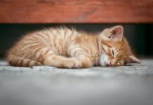 chat en appartement