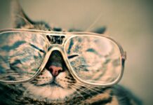 chat intelligent