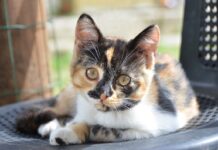 votre chat est jaloux
