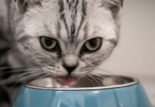 chat mange tout le temps