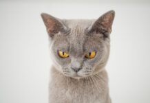 chat vous mord quand vous le caressez