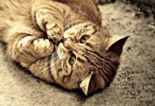 chat n’est pas propre