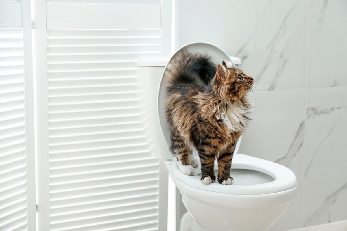chat utiliser les toilettes