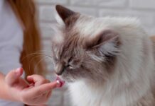 chat vous lèche