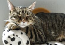 choses à faire pour que votre chat vous aime
