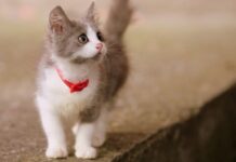 collier pour chat