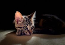 Combien de temps laisser son chat seul à la maison