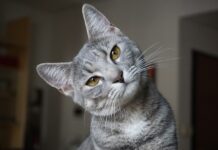 comprendre son chat avec ses oreilles