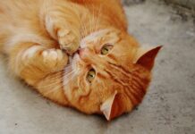 faire plaisir à votre chat