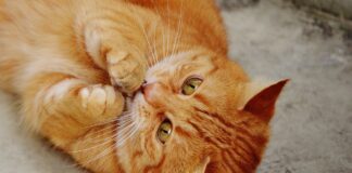 faire plaisir à votre chat