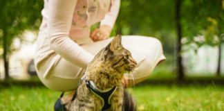 habituer un chat à la promenade