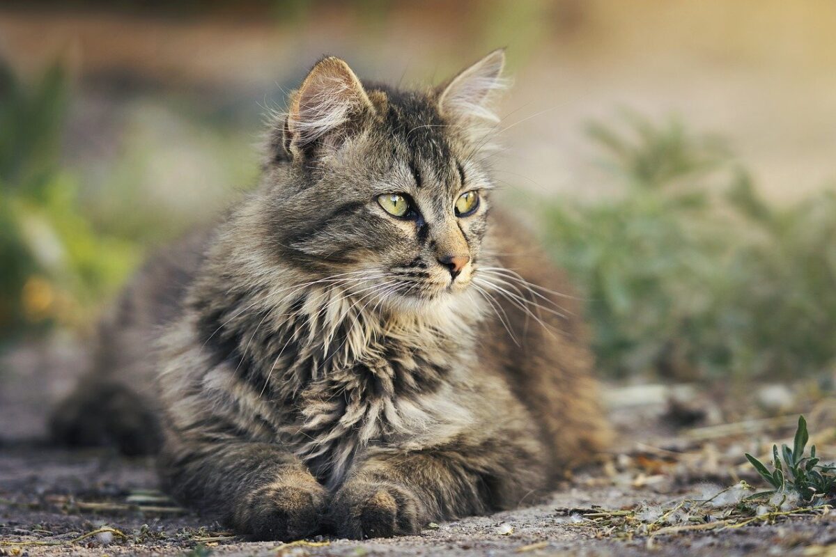 Laisser son chat sortir : nos astuces pour qu’il reste à proximité