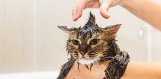 laver son chat