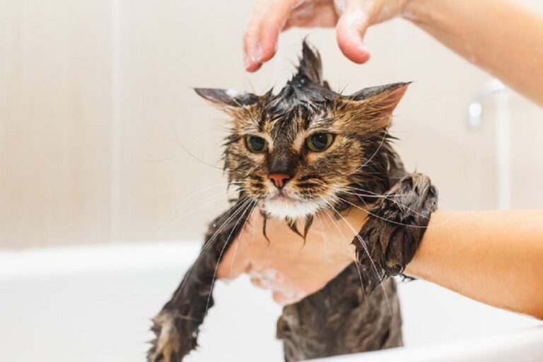 Fautil laver son chat ? A quelle fréquence ?
