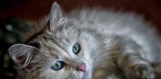 nettoyer les yeux de son chat