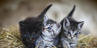 noms de chat en T