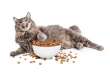 nourriture pour un chat