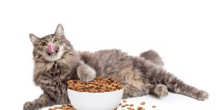 nourriture pour un chat