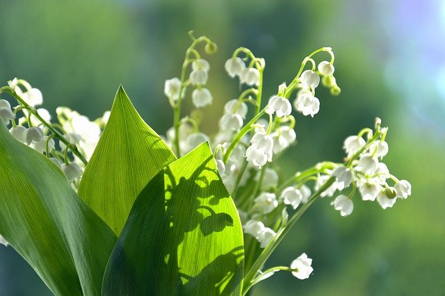 plantes toxiques pour les chats