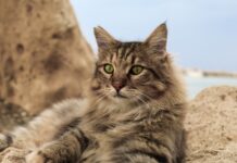 plus belles races de chat au monde