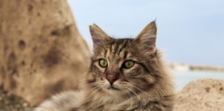 plus belles races de chat au monde