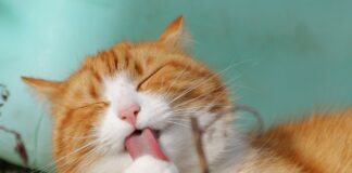 races de chat roux et blanc