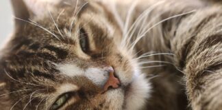 savoir si votre chat déprime