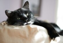 signes que votre chat est malade