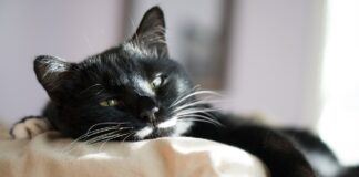 signes que votre chat est malade
