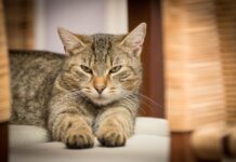 solitude chat se sent seul