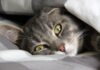 votre chat a confiance en vous