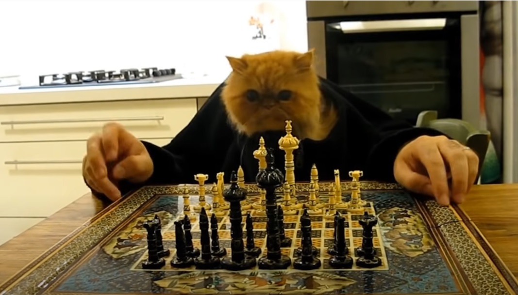 chat qui joue aux échecs