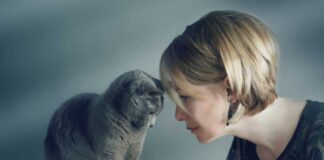 chat vous pousse avec sa tête