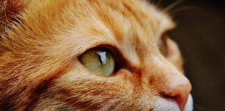 chats tués car ils étaient porteurs du COVID