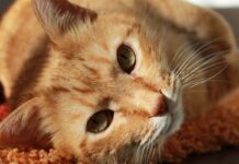 dangers mortels chat en appartement
